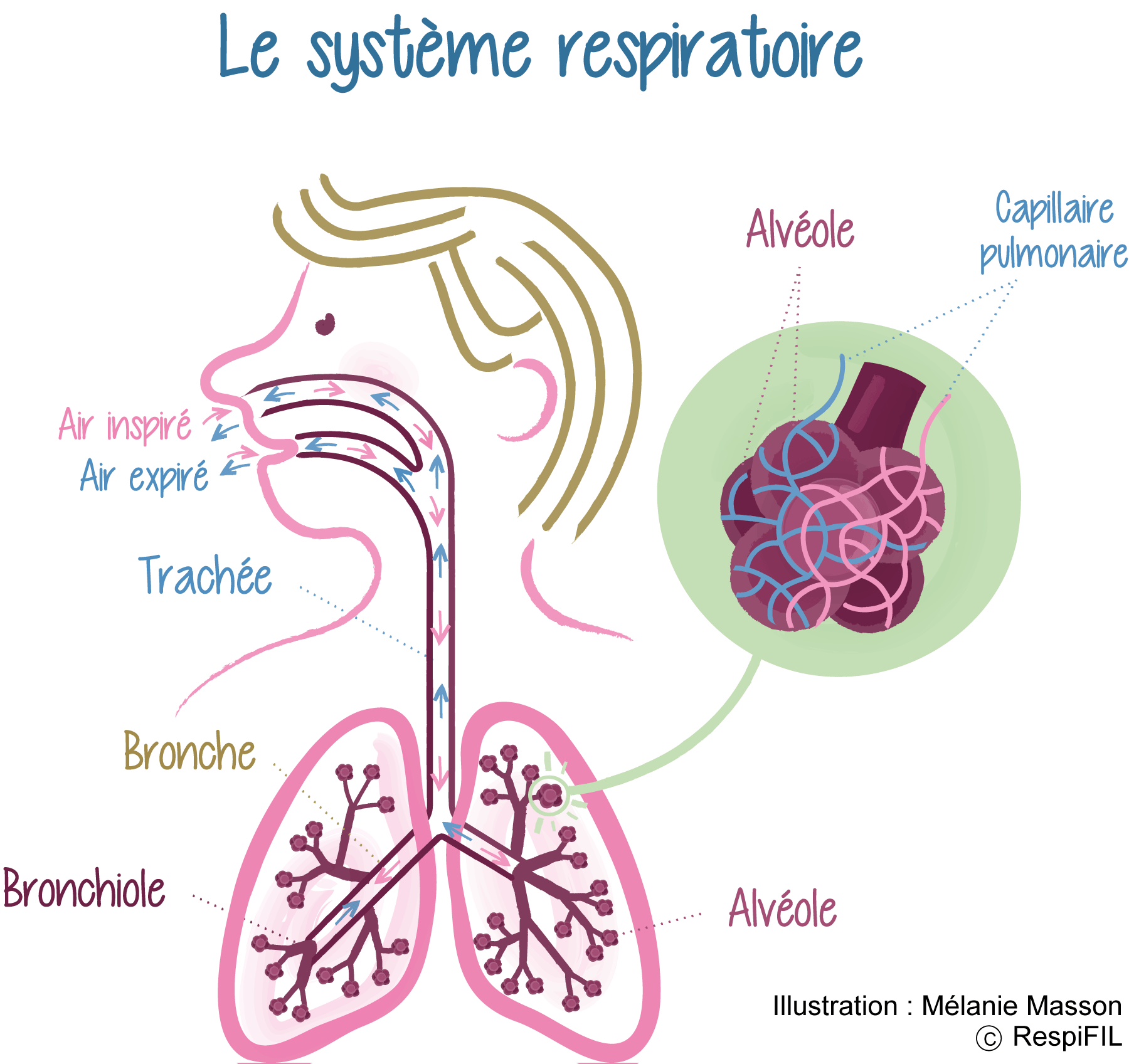Poumons : tout sur ces structures du système respiratoire
